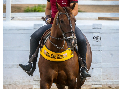 SALENE RED LT